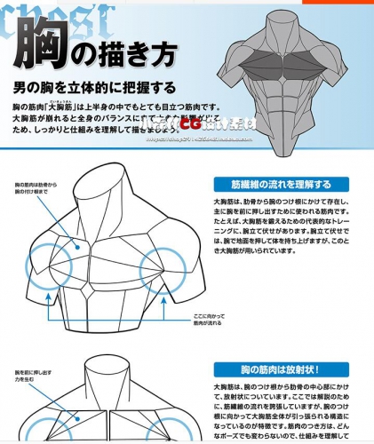 图片[3]-动漫画魅力男子肌肉描绘方法动作造型表现技法 人体线稿 美术素材 - 163资源网-163资源网