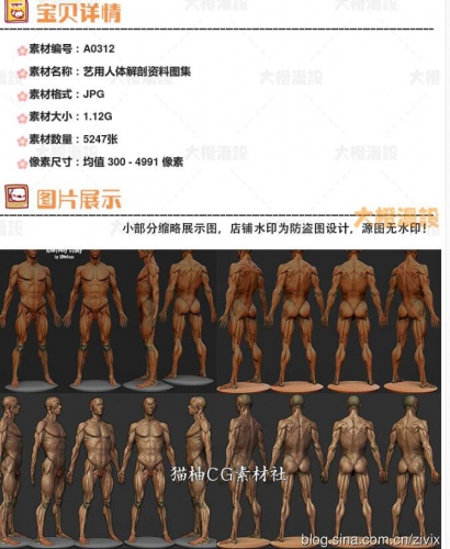 图片[2]-艺用人体解剖资料图集 CG骨骼肌肉照片参考 游戏美术绘画雕刻素材 - 163资源网-163资源网