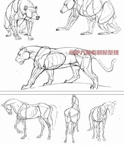 图片[3]-【Z016】动物的画法形态结构手绘马狼狗兔狮大象速写素描英文教程 - 163资源网-163资源网