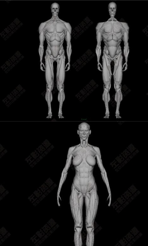 图片[2]-高精细艺用人体骨骼肌肉3D模型 maya 3Dmax zbrush均可用 素材库 - 163资源网-163资源网