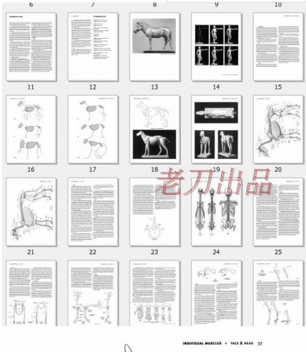 图片[2]-动物解剖英文 人体绘画教程结构素材参考资料 - 163资源网-163资源网