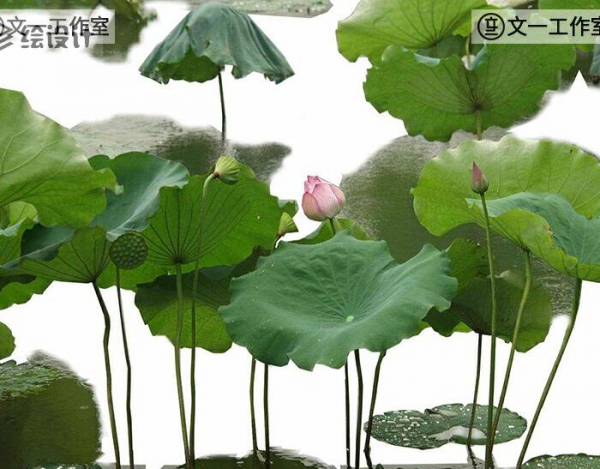 图片[4]-水生植物荷花湿地白鹭水杉柳树PSD高清ps拼贴景观分层效果图素材 - 163资源网-163资源网