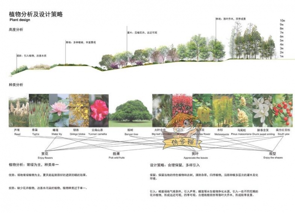 图片[4]-竞赛风景观园林园艺绿植植物配置树木分析图种植搭配PSD分层素材 - 163资源网-163资源网