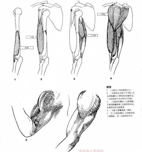 图片[2]-向大师学习如何默写人体 漫画手绘人体参考素材 - 163资源网-163资源网