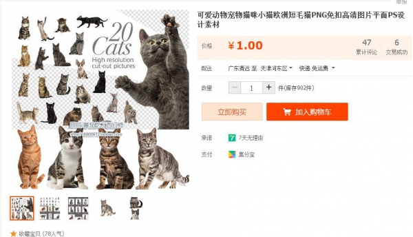 虚拟货源：可爱动物宠物猫咪小猫欧洲短毛猫PNG免扣高清图片平面PS设计素材 - 163资源网-163资源网